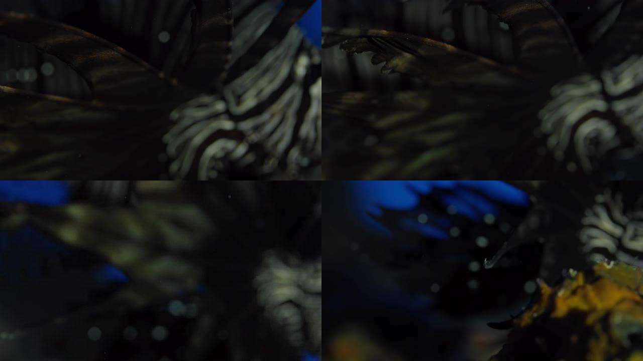 一只黑色狮子鱼Pterois volitans躲在珊瑚礁中，面对镜头