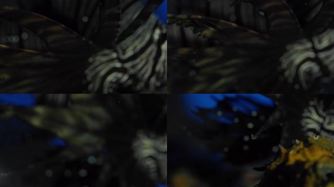 一只黑色狮子鱼Pterois volitans躲在珊瑚礁中，面对镜头