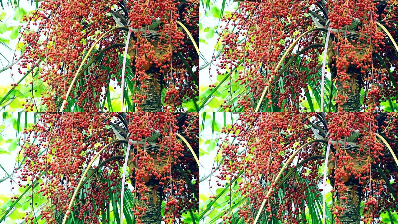 雨季花园里树上生长的红棕种子