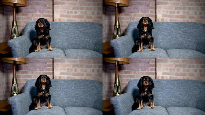 老式家庭中的狗在沙发上摆姿势