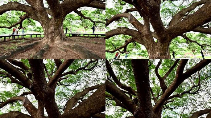 北碧府最大的Samanea saman树或雨树