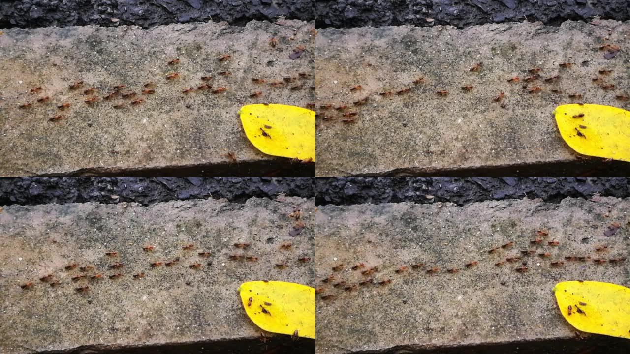 雨后蚂蚁移动巢穴。