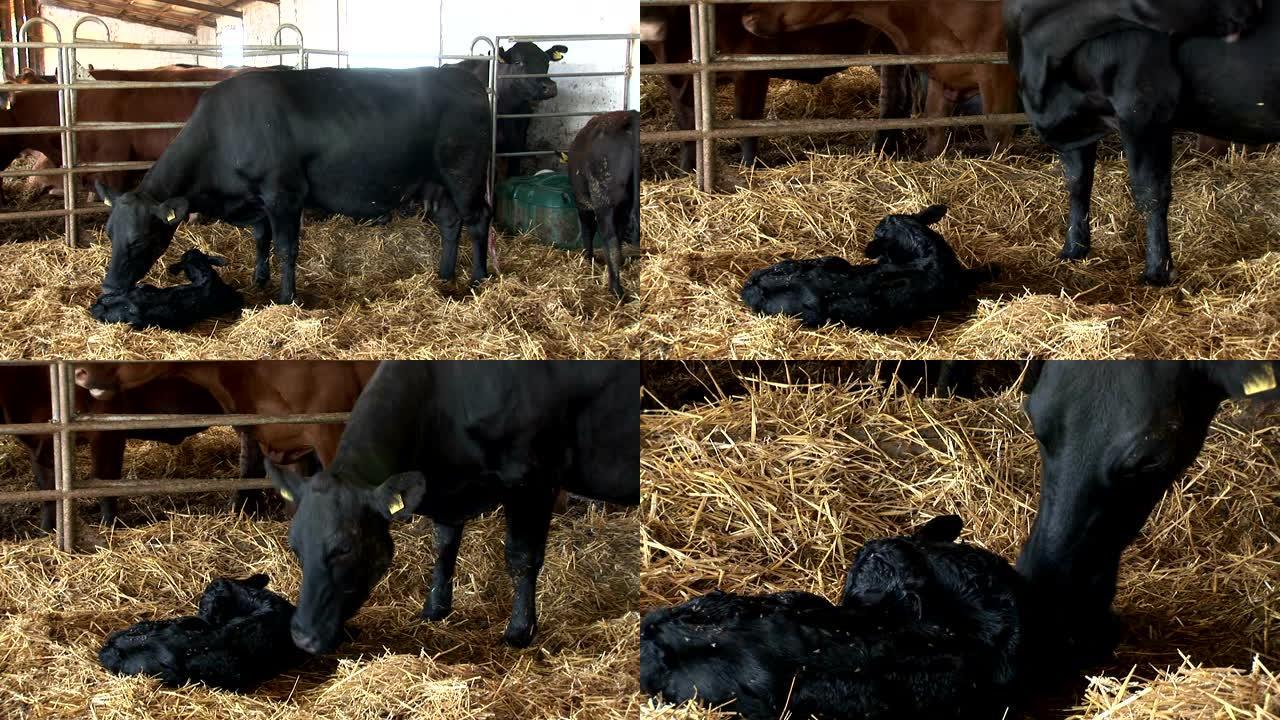 黑安格斯牛舔它刚出生的幼崽