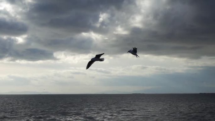 海鸟海鸥在海水上游泳