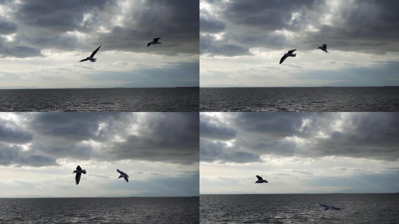 海鸟海鸥在海水上游泳