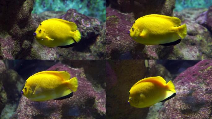 在水下游泳的三罐神仙鱼的特写镜头，充满活力的大黄鱼，热带水族馆宠物