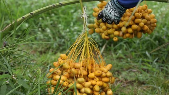 有机农场树上的新鲜椰枣树 (Phoenix dactylifera) 花束。