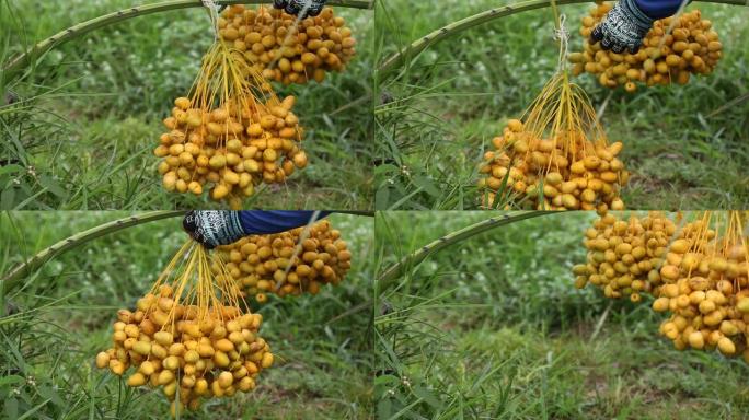 有机农场树上的新鲜椰枣树 (Phoenix dactylifera) 花束。