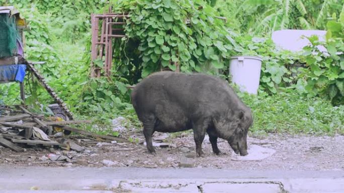一只大母猪正在吃食物