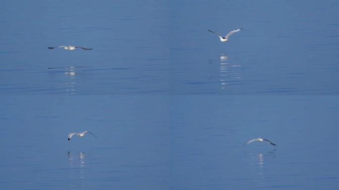 鸟-飞行中的年轻大黑头鸥 (Larus ichthyaetus)。