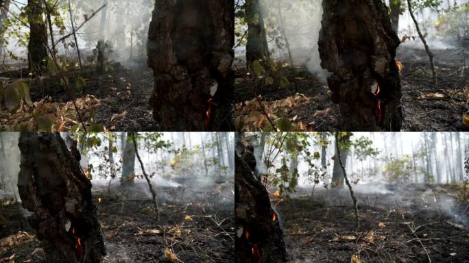 火灾后的森林。火灾后，烟雾从地球升起