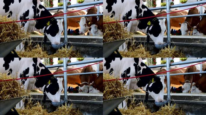 棕色和白色的母牛和黑色和白色的母牛在谷仓里喝水和放牧