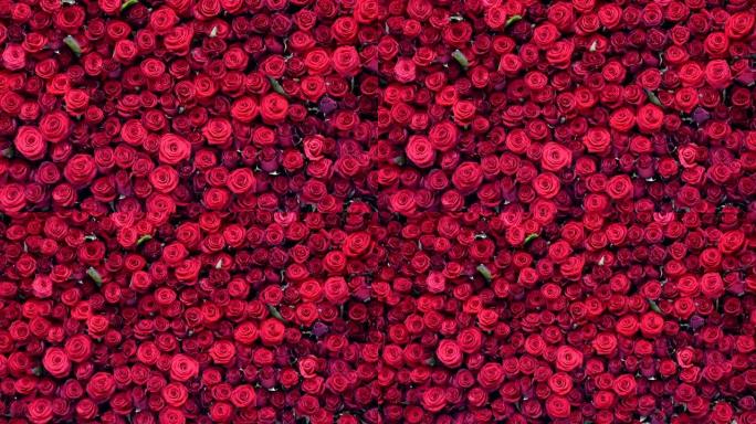 许多美丽的红玫瑰作为背景