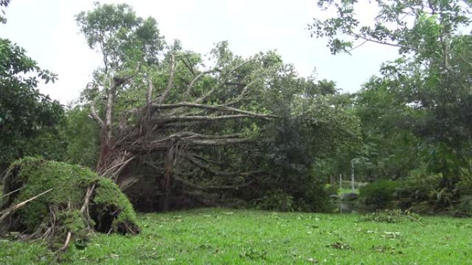 台湾热带风暴大安公园台风杜鹃4K后倒下的树木损坏