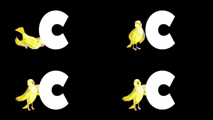 背景上的字母C和金丝雀