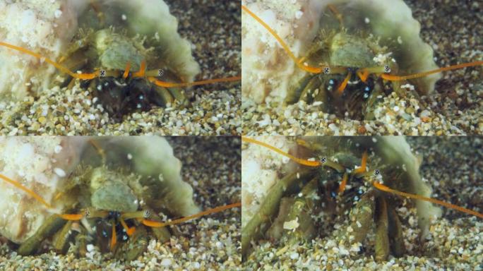 寄居蟹在沙子里积极挖掘。红寄居蟹 (Clibanarius erythropus) 水下射击。地中海