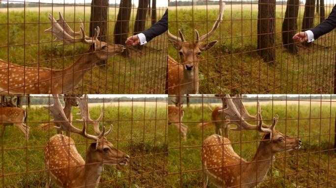 一名男子用手喂一只野生动物，一只斑斑的鹿，特写，日本鹿