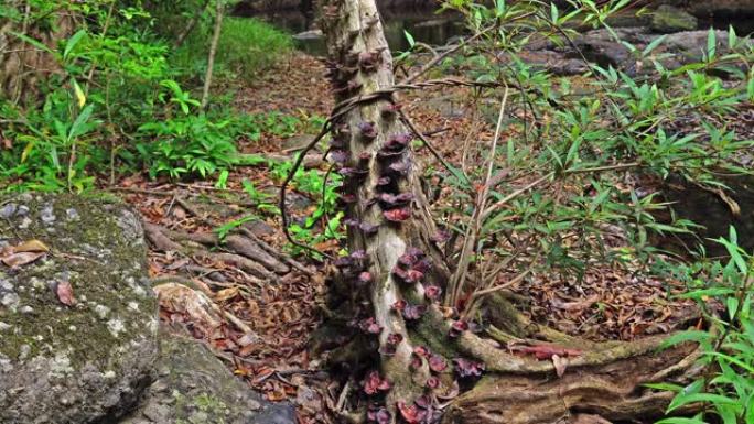 野生蘑菇生长在腐烂的树桩上。