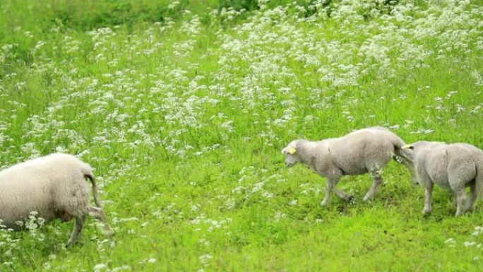 挪威。国内。在挪威丘陵牧场上奔跑的羔羊。朦胧的春天绿色草地。养羊