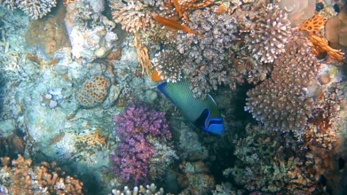 红海中的热带鱼以珊瑚礁为食
