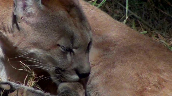 美洲狮 (Puma concolor)，也称为美洲狮，美洲狮，豹或猫。特写。