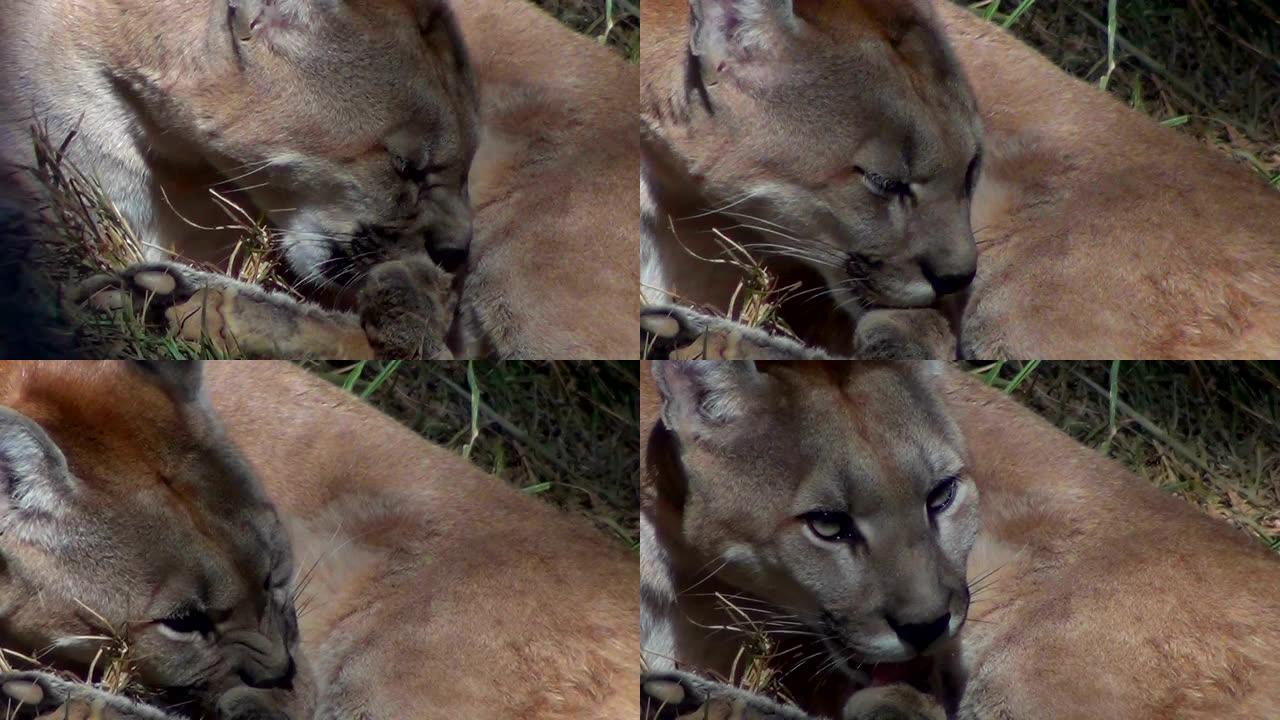 美洲狮 (Puma concolor)，也称为美洲狮，美洲狮，豹或猫。特写。