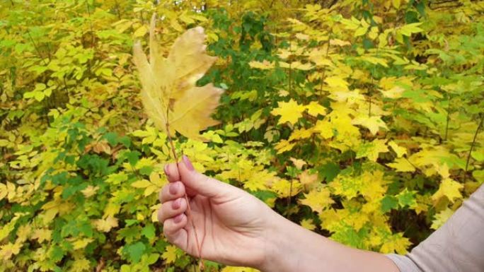 黄色的秋叶在手在树木的背景上。