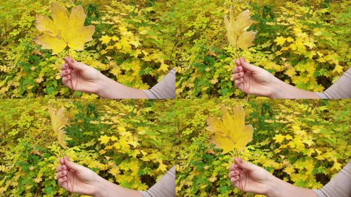 黄色的秋叶在手在树木的背景上。