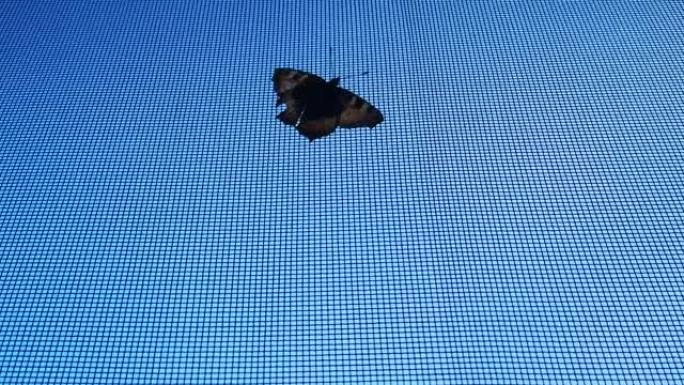 翅膀参差不齐的蝴蝶对抗蚊帐和蓝天