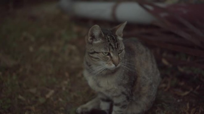 家猫晚上在乡下找老鼠