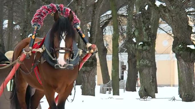 冬天的马拉雪橇。