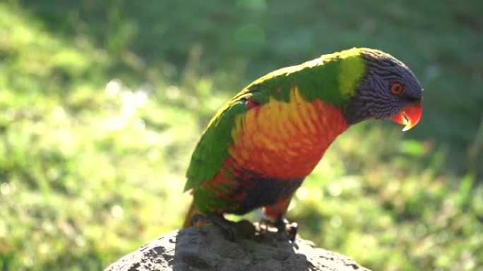 慢动作棒极了在岩石上跳舞彩虹鹦鹉热带夏季哈卡鹦鹉
