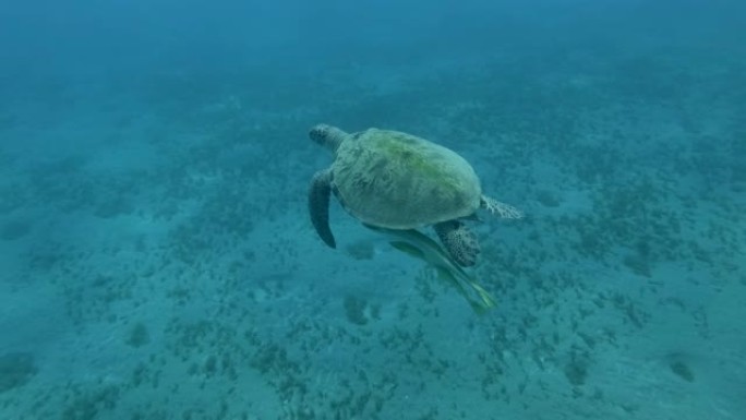 绿海龟和两只鱼在蓝水中慢慢游动，在沙底和海草一起。顶视图