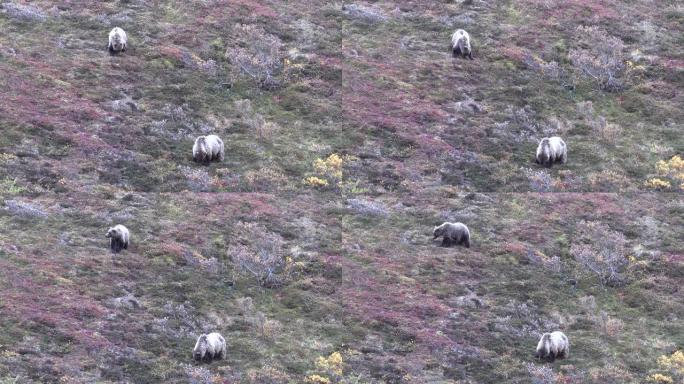 阿拉斯加的灰熊母猪和幼崽