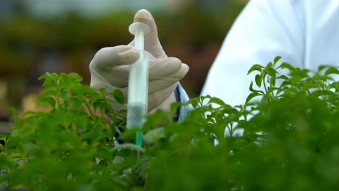 实验室专家通过注射器喷洒化学液体植物锅，生态实验