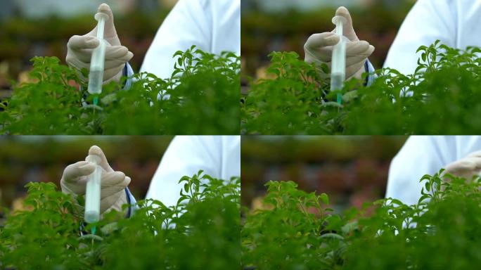实验室专家通过注射器喷洒化学液体植物锅，生态实验