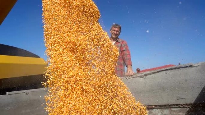 农民看着玉米从联合螺旋钻掉入谷物车-慢动作