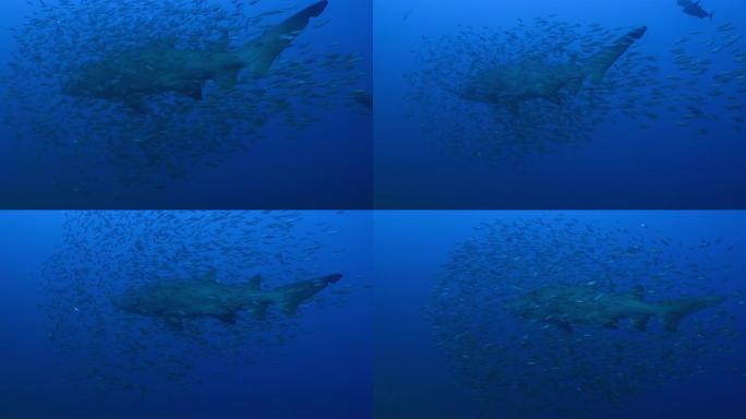 斑点参差不齐的齿鲨-沙虎鲨-Carcharias taurus，NC，AUG 2016，美国