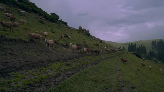 羊群在一条土路上走着