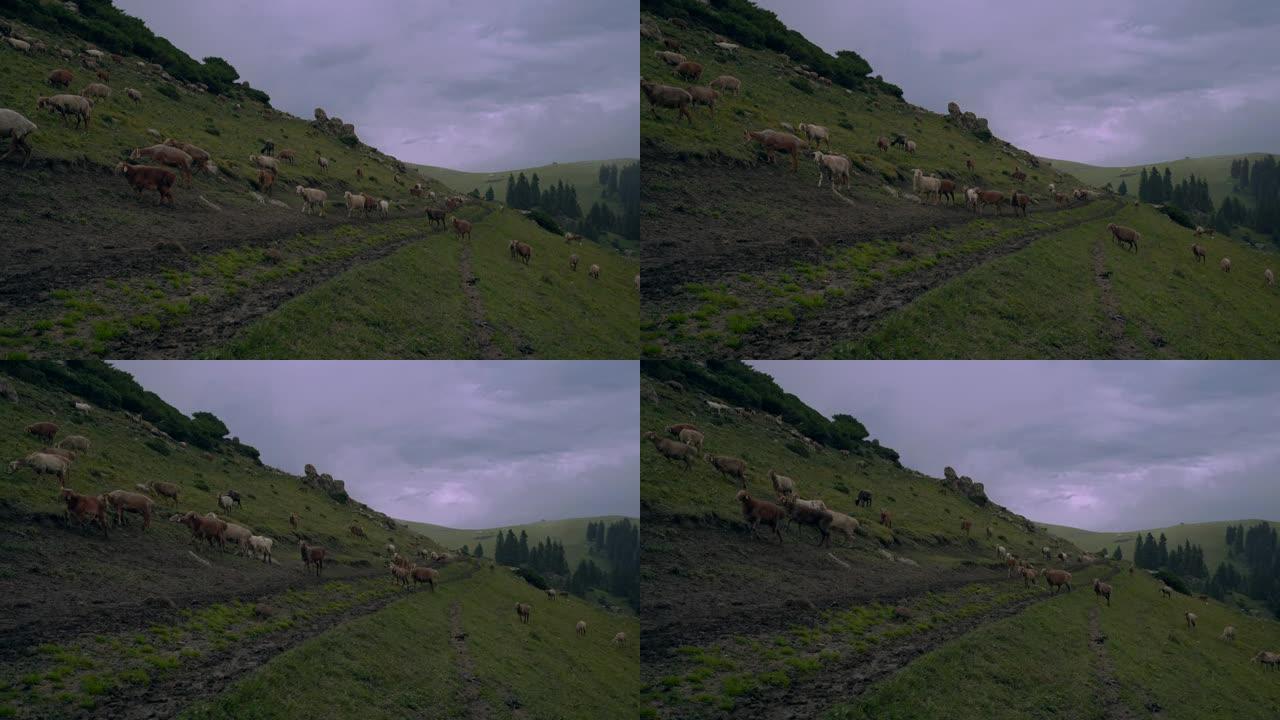 羊群在一条土路上走着