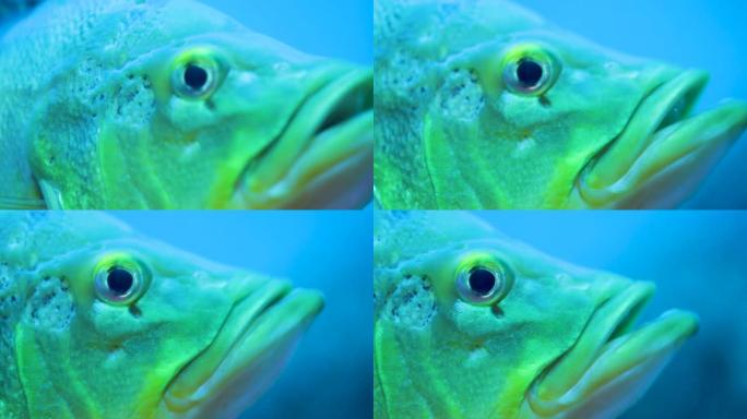特写鱼在水底世界的水生鱼类动物。