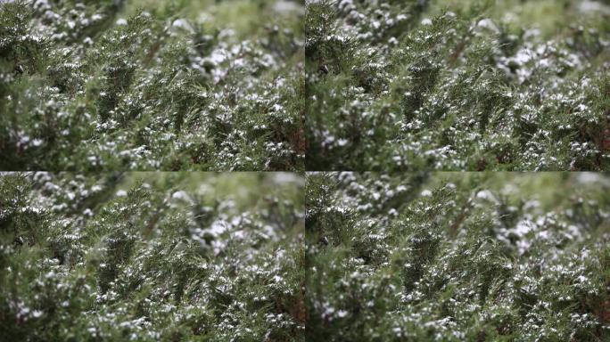 雪风跳线植物背景