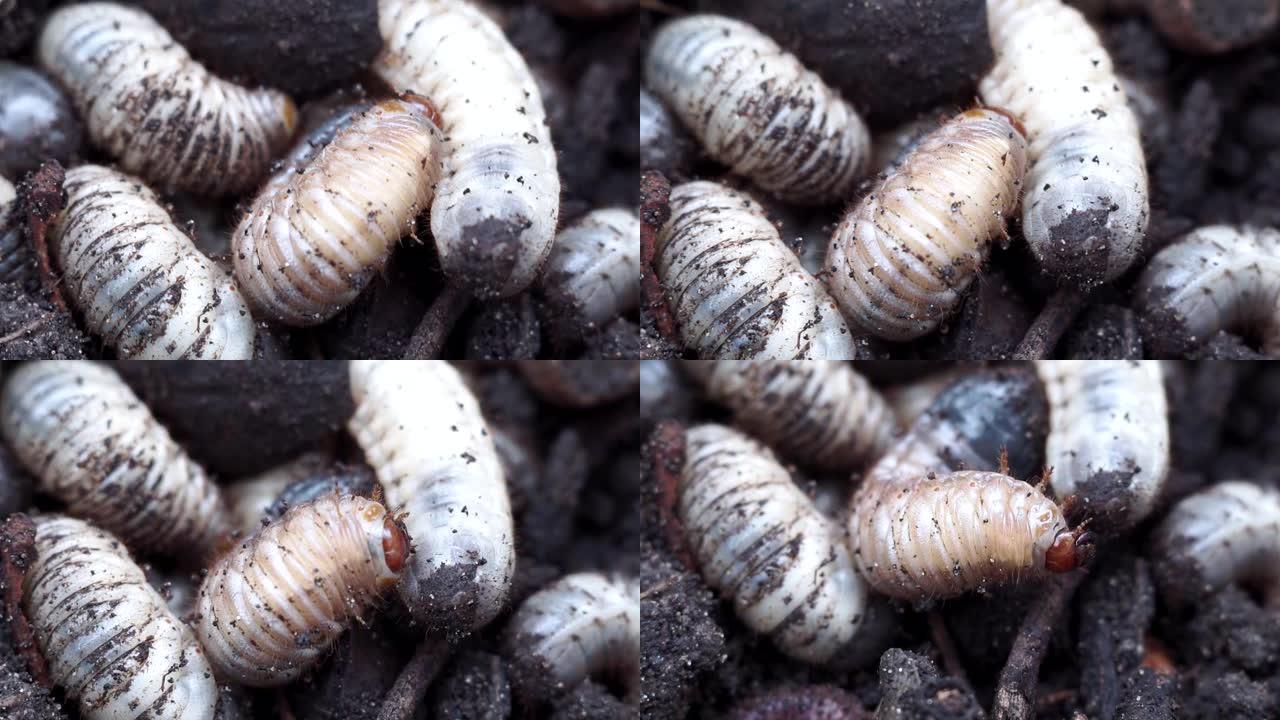白色蠕虫特写微距可能会在地下虫子幼虫。