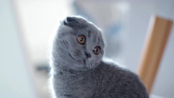 一只灰色垂耳猫的肖像