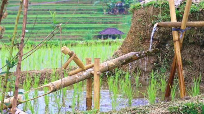 印度尼西亚巴厘岛米场的竹子滴水系统