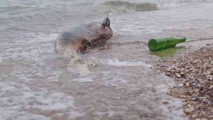 海边死去的年轻海豚。地球野生动物，环境污染，生态灾难。死动物