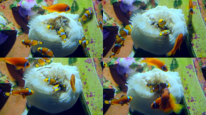 海洋馆水族馆海底世界小丑鱼