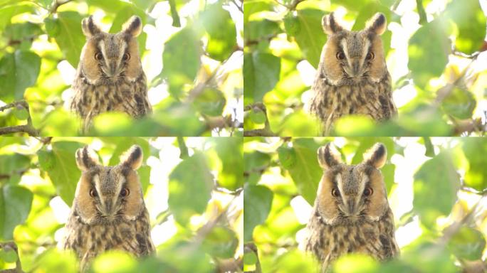 长耳猫头鹰 (Asio otus) 在秋天的日子里高高地坐在一棵绿叶的苹果树中