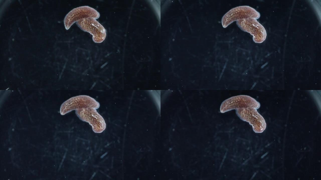 水蛭是分节的蠕虫，属于环状动物门，包括水蛭亚纲，生活在稻田蟹中。