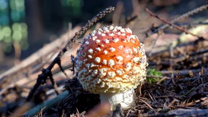 秋天的毒蝇伞。秋天森林里的木木兰。毒蘑菇。